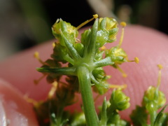 Cymopterus petraeus