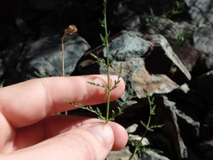 Cymopterus petraeus