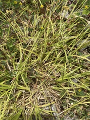 Carex leavenworthii