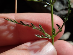 Cymopterus petraeus