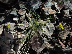 Cymopterus petraeus