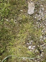 Carex leavenworthii