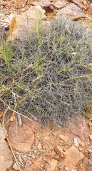 Digitaria brownii
