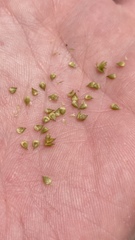 Carex leavenworthii