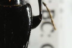 Pterostichus crenicollis