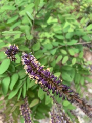 Amorpha glabra
