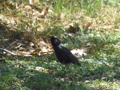 Sturnus vulgaris