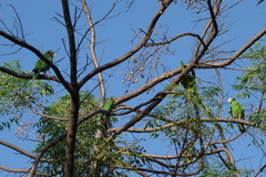 Amazona ventralis