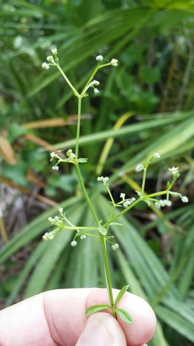 Image of Galium orizabense by (c) Jay Horn, some rights reserved (CC BY)