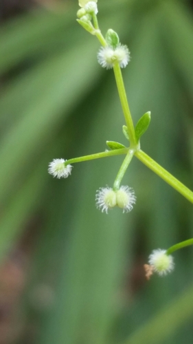 Image of Galium orizabense by (c) Jay Horn, some rights reserved (CC BY)