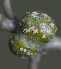 Callirhytis quercuscornigera