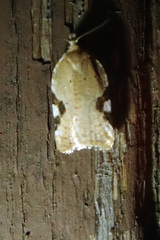 Acleris cervinana