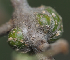 Callirhytis quercuscornigera