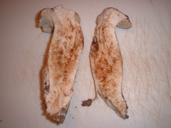 Tricholoma dryophilum image