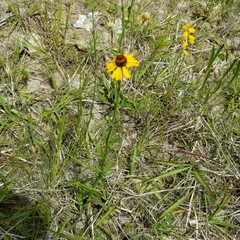 Helenium flexuosum
