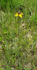 Helenium flexuosum