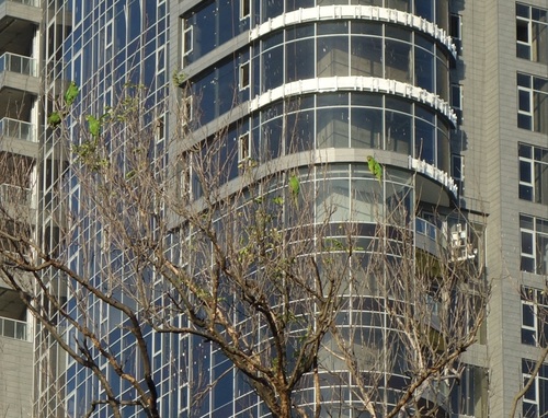 Hispaniolan Parakeet (Psittacara chloropterus), photo 7