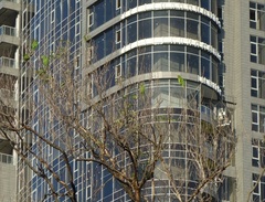 Psittacara chloropterus