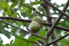 Akebia trifoliata