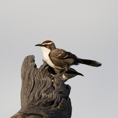 Pomatostomus ruficeps