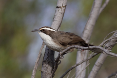 White-Browed Babbler photo 3