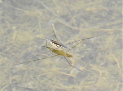 Aquarius conformis