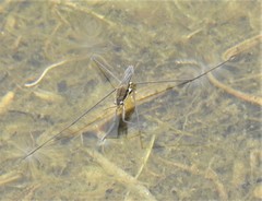 Aquarius conformis