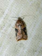 Acleris braunana