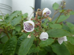 Jovellana sinclairii