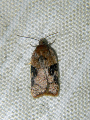 Acleris braunana