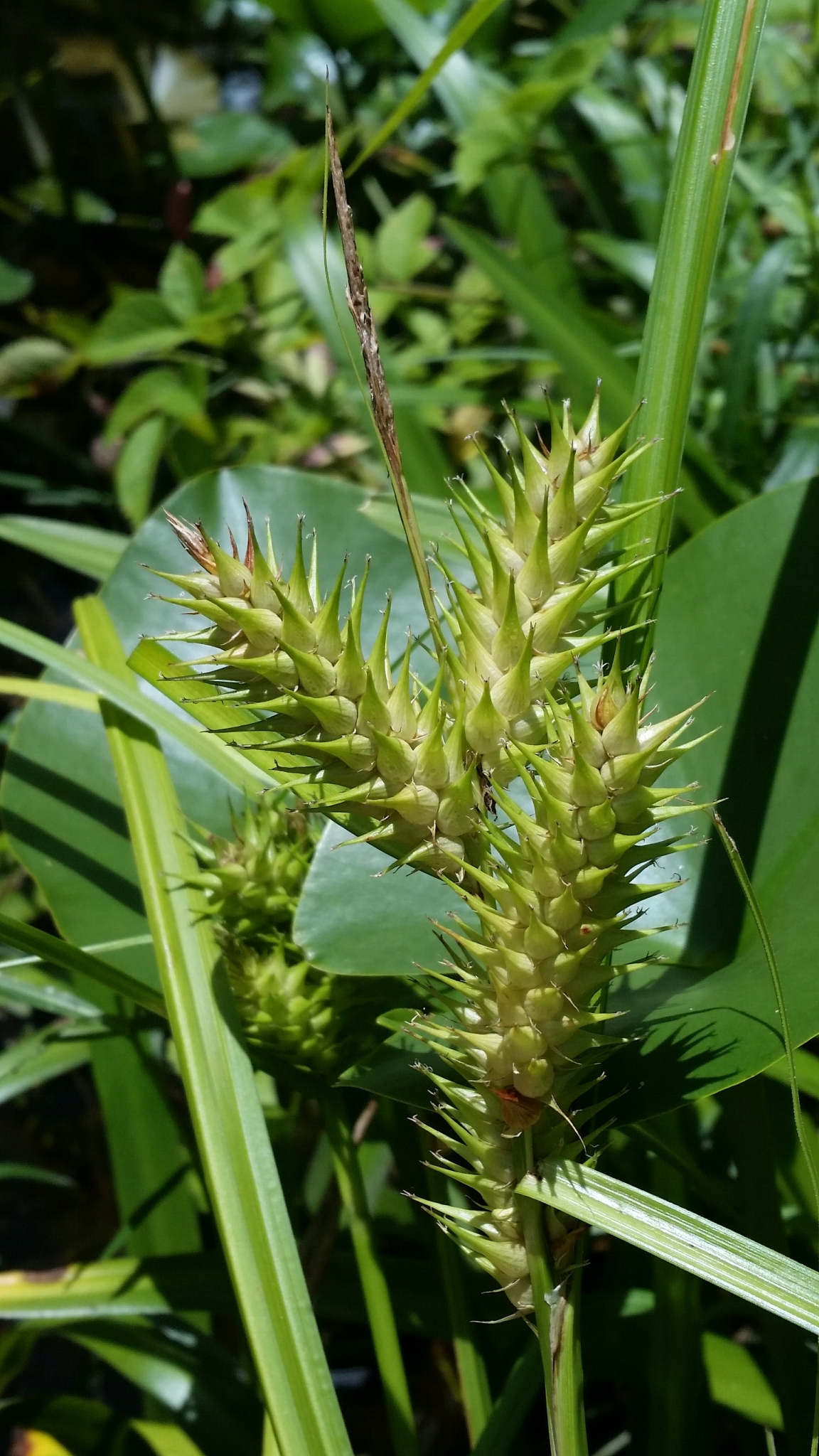 Carex lupuliformis