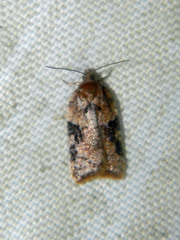 Acleris braunana