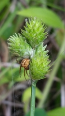 Carex vexans