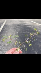 Geranium pusillum