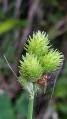 Carex vexans