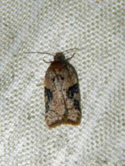 Acleris braunana
