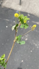 Medicago lupulina