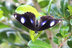 Hypolimnas bolina