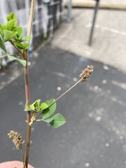 Medicago lupulina