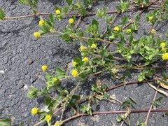 Medicago lupulina
