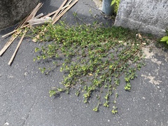 Medicago lupulina
