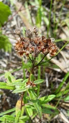 Crocanthemum corymbosum