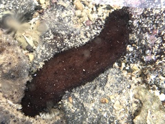Holothuria difficilis