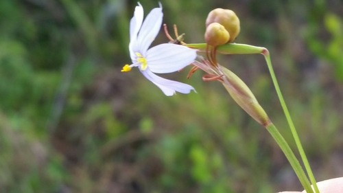 Image of Sisyrinchium nashii by (c) Jay Horn, some rights reserved (CC BY)