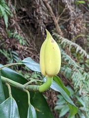 Rhaphidophora hongkongensis