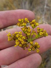 Lichtensteinia trifida