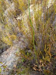 Lichtensteinia trifida