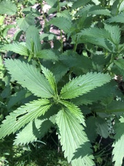 Urtica dioica