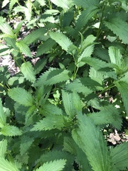 Urtica dioica