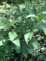 Urtica dioica
